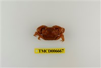 藏品(絨毛近方蟹)的圖片